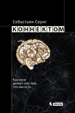 Читайте книги онлайн на Bookidrom.ru! Бесплатные книги в одном клике Себастьян Сеунг - Коннектом. Как мозг делает нас тем, что мы есть