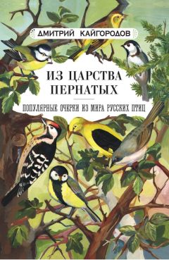 Читайте книги онлайн на Bookidrom.ru! Бесплатные книги в одном клике Дмитрий Кайгородов - Из царства пернатых. Популярные очерки из мира русских птиц