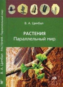 Владимир Цимбал - Растения. Параллельный мир