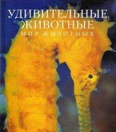 Читайте книги онлайн на Bookidrom.ru! Бесплатные книги в одном клике Эндрю Клив - Удивительные животные