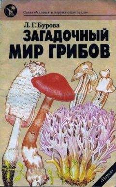 Читайте книги онлайн на Bookidrom.ru! Бесплатные книги в одном клике Лидия Бурова - Загадочный мир грибов