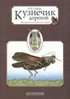 Читайте книги онлайн на Bookidrom.ru! Бесплатные книги в одном клике Игорь Стебаев - Кузнечик дорогой. Эволюционно-экологические очерки