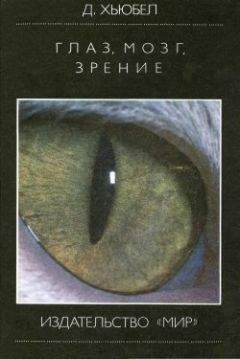 Читайте книги онлайн на Bookidrom.ru! Бесплатные книги в одном клике Дэвид Хьюбел - Глаз, мозг, зрение