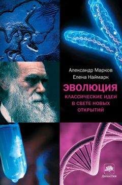 Читайте книги онлайн на Bookidrom.ru! Бесплатные книги в одном клике Александр Марков - Эволюция. Классические идеи в свете новых открытий