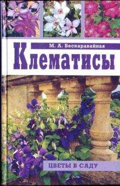 Читайте книги онлайн на Bookidrom.ru! Бесплатные книги в одном клике Маргарита Бескаравайная - Клематисы
