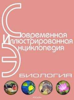 Читайте книги онлайн на Bookidrom.ru! Бесплатные книги в одном клике Александр Горкин - Энциклопедия «Биология» (без иллюстраций)