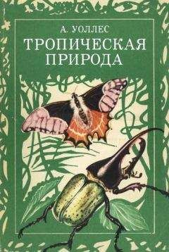 Читайте книги онлайн на Bookidrom.ru! Бесплатные книги в одном клике Альфред Уоллес - Тропическая природа