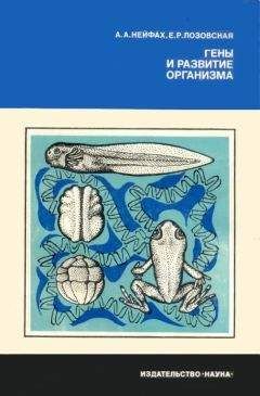 Читайте книги онлайн на Bookidrom.ru! Бесплатные книги в одном клике Александр Нейфах - Гены и развитие организма