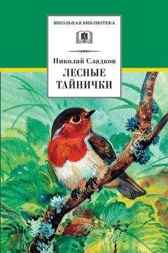 Читайте книги онлайн на Bookidrom.ru! Бесплатные книги в одном клике Николай Сладков - Лесные тайнички (сборник)