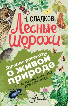 Читайте книги онлайн на Bookidrom.ru! Бесплатные книги в одном клике Николай Сладков - Лесные шорохи. С вопросами и ответами для почемучек