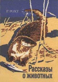 Читайте книги онлайн на Bookidrom.ru! Бесплатные книги в одном клике Рихард Рохт - Рассказы о животных