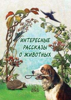 Читайте книги онлайн на Bookidrom.ru! Бесплатные книги в одном клике Н. Рудакова - Интересные рассказы о животных