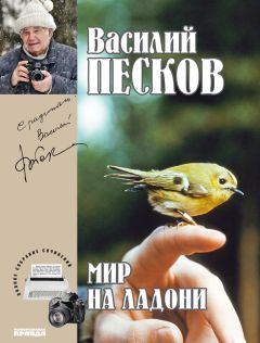 Читайте книги онлайн на Bookidrom.ru! Бесплатные книги в одном клике Василий Песков - Полное собрание сочинений. Том 21. Мир на ладони