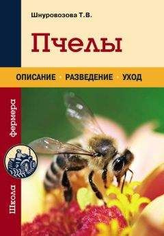 Читайте книги онлайн на Bookidrom.ru! Бесплатные книги в одном клике Татьяна Шнуровозова - Пчелы