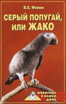 Читайте книги онлайн на Bookidrom.ru! Бесплатные книги в одном клике В. Фомин - Серый попугай жако