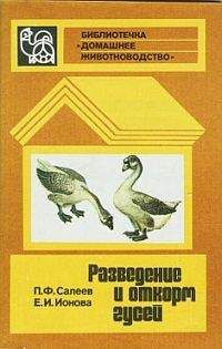 Читайте книги онлайн на Bookidrom.ru! Бесплатные книги в одном клике Павел Салеев - Разведение и откорм гусей