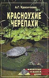 Читайте книги онлайн на Bookidrom.ru! Бесплатные книги в одном клике Анастасия Красичкова - Красноухие черепахи