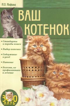 Ирина Иофина - Ваш котенок