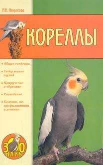 Читайте книги онлайн на Bookidrom.ru! Бесплатные книги в одном клике Ирина Некрасова - Кореллы