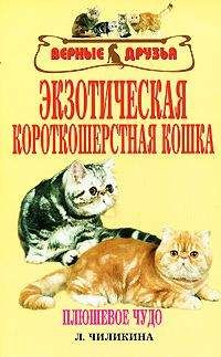 Читайте книги онлайн на Bookidrom.ru! Бесплатные книги в одном клике Л. Чиликина - Экзотическая короткошерстная кошка