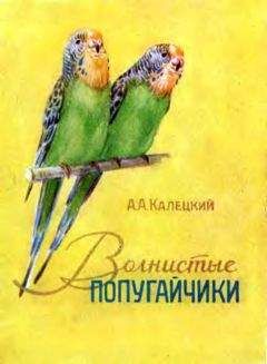 Читайте книги онлайн на Bookidrom.ru! Бесплатные книги в одном клике А. Калецкий - Волнистые попугайчики