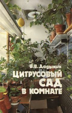 Читайте книги онлайн на Bookidrom.ru! Бесплатные книги в одном клике Венедикт Дадыкин - Цитрусовый сад в комнате