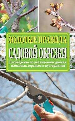 Читайте книги онлайн на Bookidrom.ru! Бесплатные книги в одном клике Ирина Окунева - Золотые правила садовой обрезки. Руководство по увеличению урожая плодовых деревьев и кустарников