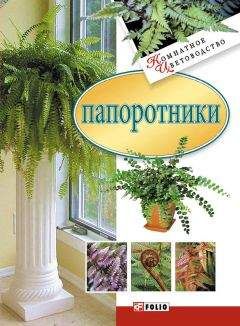 Читайте книги онлайн на Bookidrom.ru! Бесплатные книги в одном клике Сборник - Папоротники