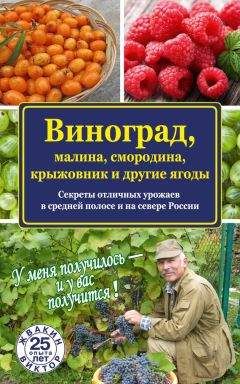 Читайте книги онлайн на Bookidrom.ru! Бесплатные книги в одном клике Виктор Жвакин - Виноград, малина, смородина, крыжовник и другие ягоды