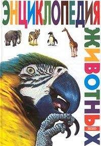 Читайте книги онлайн на Bookidrom.ru! Бесплатные книги в одном клике Вероника Мороз - Энциклопедия животных
