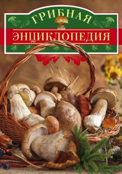 Читайте книги онлайн на Bookidrom.ru! Бесплатные книги в одном клике Вадим Арчер - Грибная энциклопедия