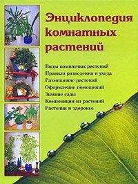 Читайте книги онлайн на Bookidrom.ru! Бесплатные книги в одном клике Наталья Логачева - Энциклопедия комнатных растений