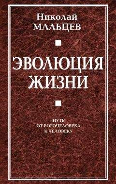 Читайте книги онлайн на Bookidrom.ru! Бесплатные книги в одном клике Николай Мальцев - Эволюция жизни. Путь от Богочеловека к человеку