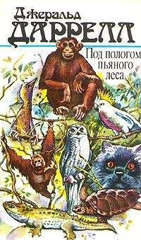 Читайте книги онлайн на Bookidrom.ru! Бесплатные книги в одном клике Джеральд Даррелл - Под пологом пьяного леса