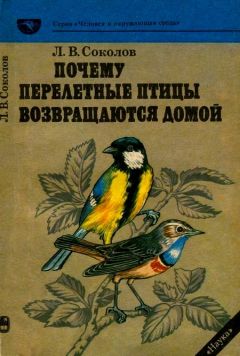 Читайте книги онлайн на Bookidrom.ru! Бесплатные книги в одном клике Леонид Соколов - Почему перелетные птицы возвращаются домой