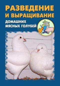 Читайте книги онлайн на Bookidrom.ru! Бесплатные книги в одном клике Илья Мельников - Разведение и выращивание домашних мясных голубей