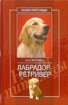 Читайте книги онлайн на Bookidrom.ru! Бесплатные книги в одном клике Олеся Пухова - Лабрадор ретривер