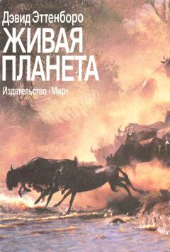 Читайте книги онлайн на Bookidrom.ru! Бесплатные книги в одном клике Дэвид Эттенборо - Живая планета